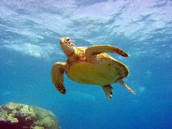 Dive Buddy for half an hour. Great barrier reef. 5060 tetra by Joshua Miles 